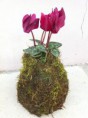 /products/kokedama-violeta-de-los-alpes-o-ciclamen/